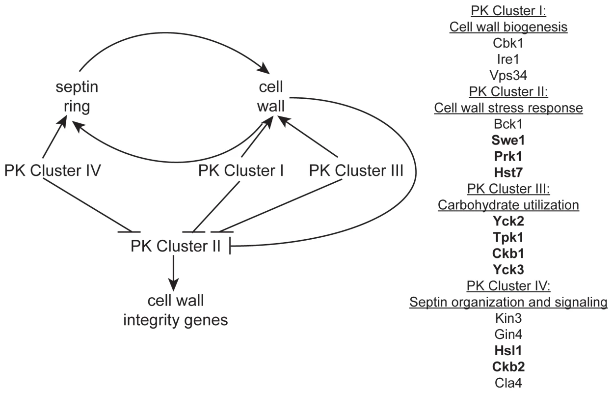 A model of the role of PKs in septin morphology and cell wall biogenesis.