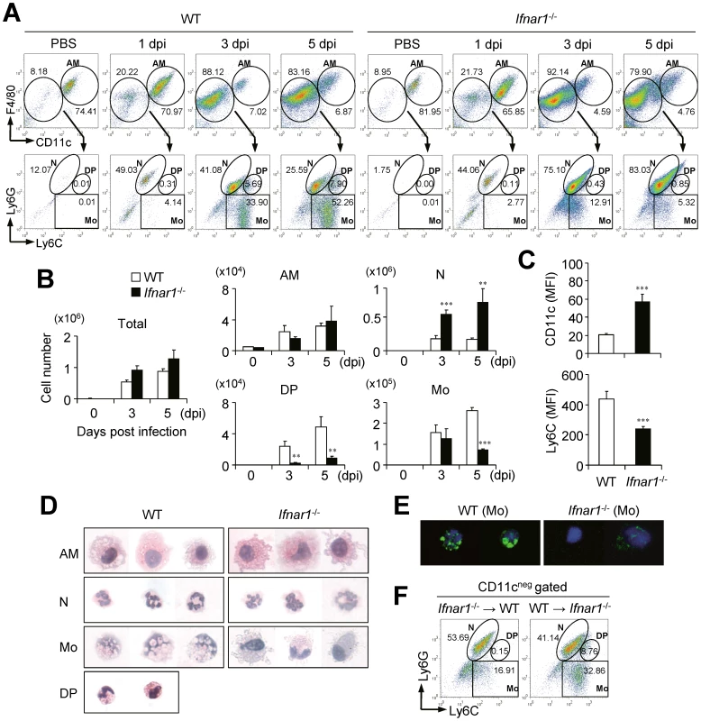 <i>Ifnar1</i><sup>−/−</sup> mice develop different cell population profiles in the lung after influenza infection.