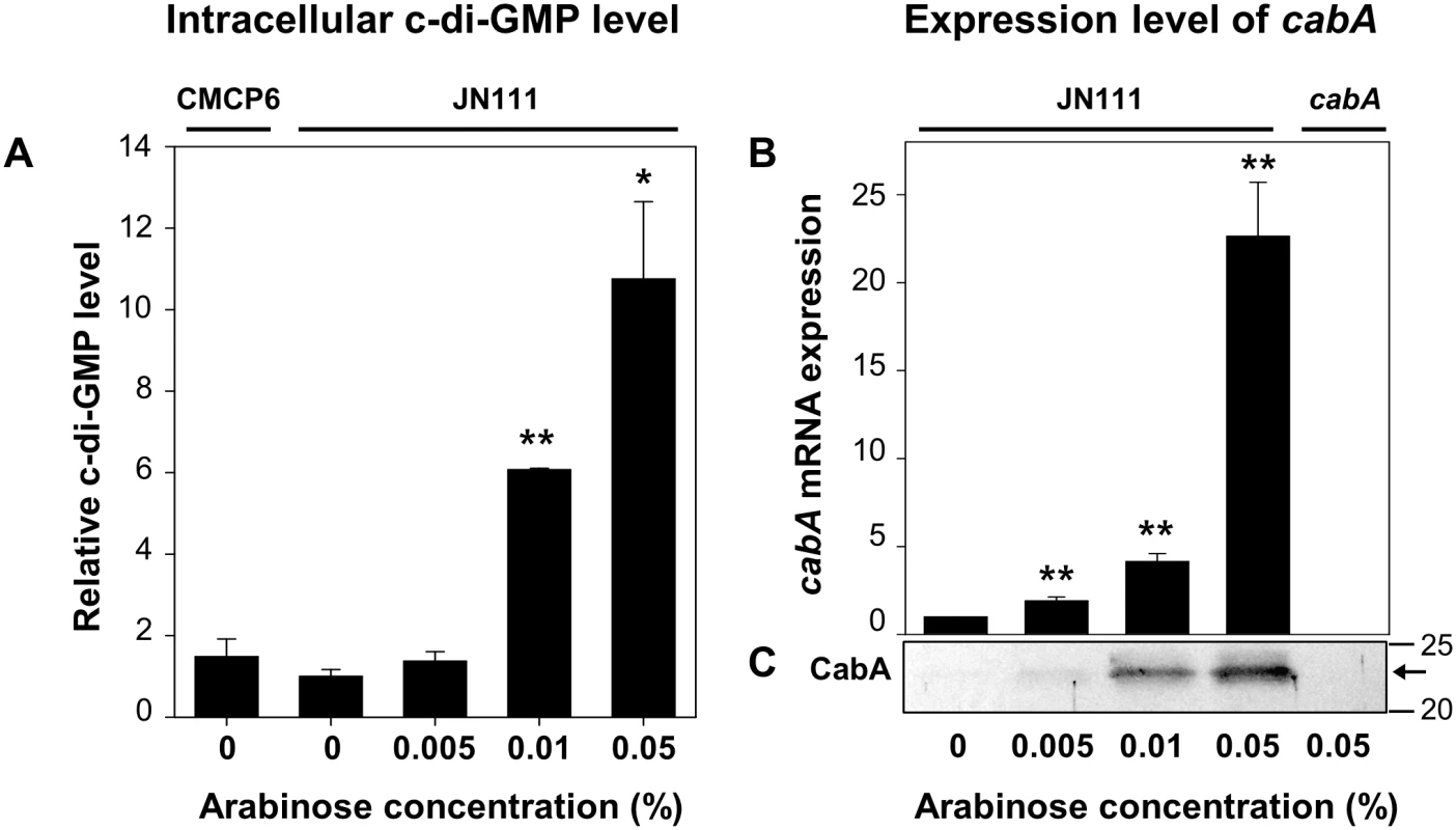 Intracellular levels of c-di-GMP and <i>cabA</i> expression.