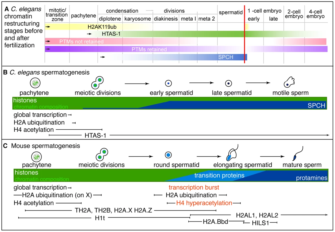 Summary of stages of chromatin remodeling events in <i>C. elegans</i> during spermatogenesis and post-fertilization.