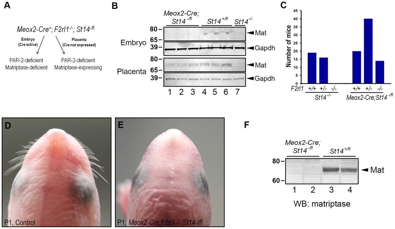 Placental expression of matriptase restores survival in PAR-2 and matriptase double-deficient embryos.