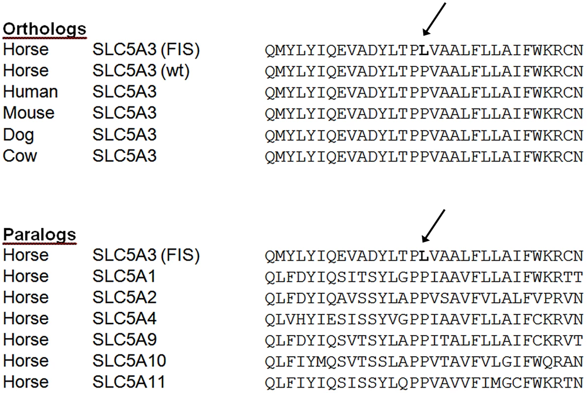 SLC5A3 amino acid sequences alignments in the region of the FIS mutation.