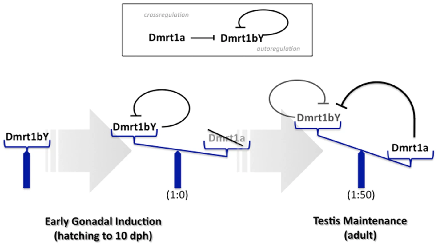 Model for feedback and cross-regulation of the medaka dmrt1 paralogs.