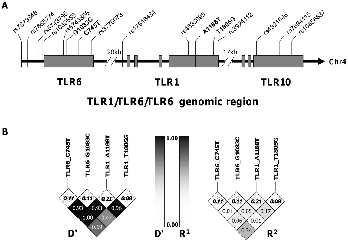 Haplotype tagging SNPs and pair-wise linkage disequilibrium analysis of TLR1-6-10 gene region.