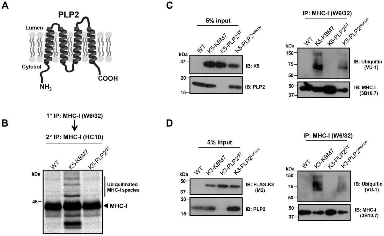 PLP2 is required for K3 and K5 to ubiquitinate their substrate MHC-I.