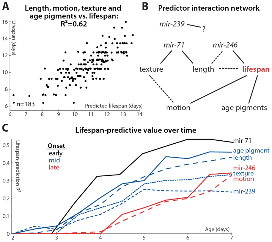Multivariate lifespan predictions and relationships between biomarkers.