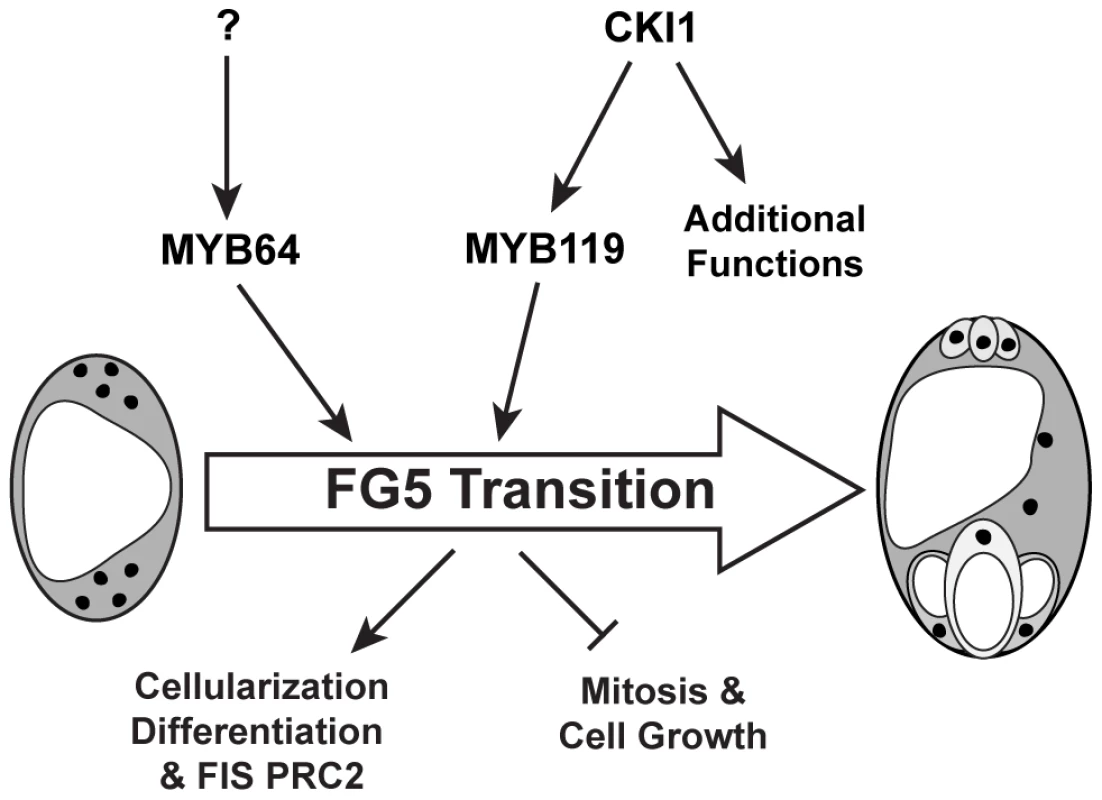 Regulation of the FG5 transition during female gametogenesis.