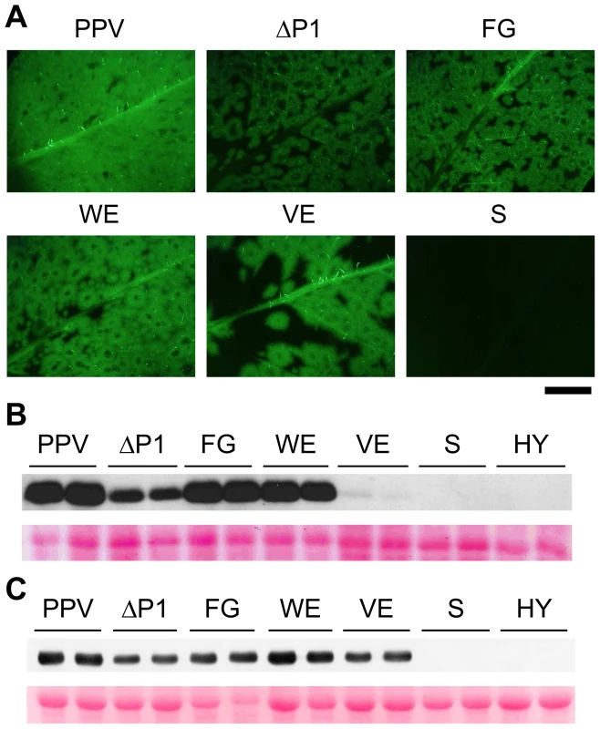 GFP fluorescence and viral accumulation of PPV cDNA clones with altered P1 sequence.