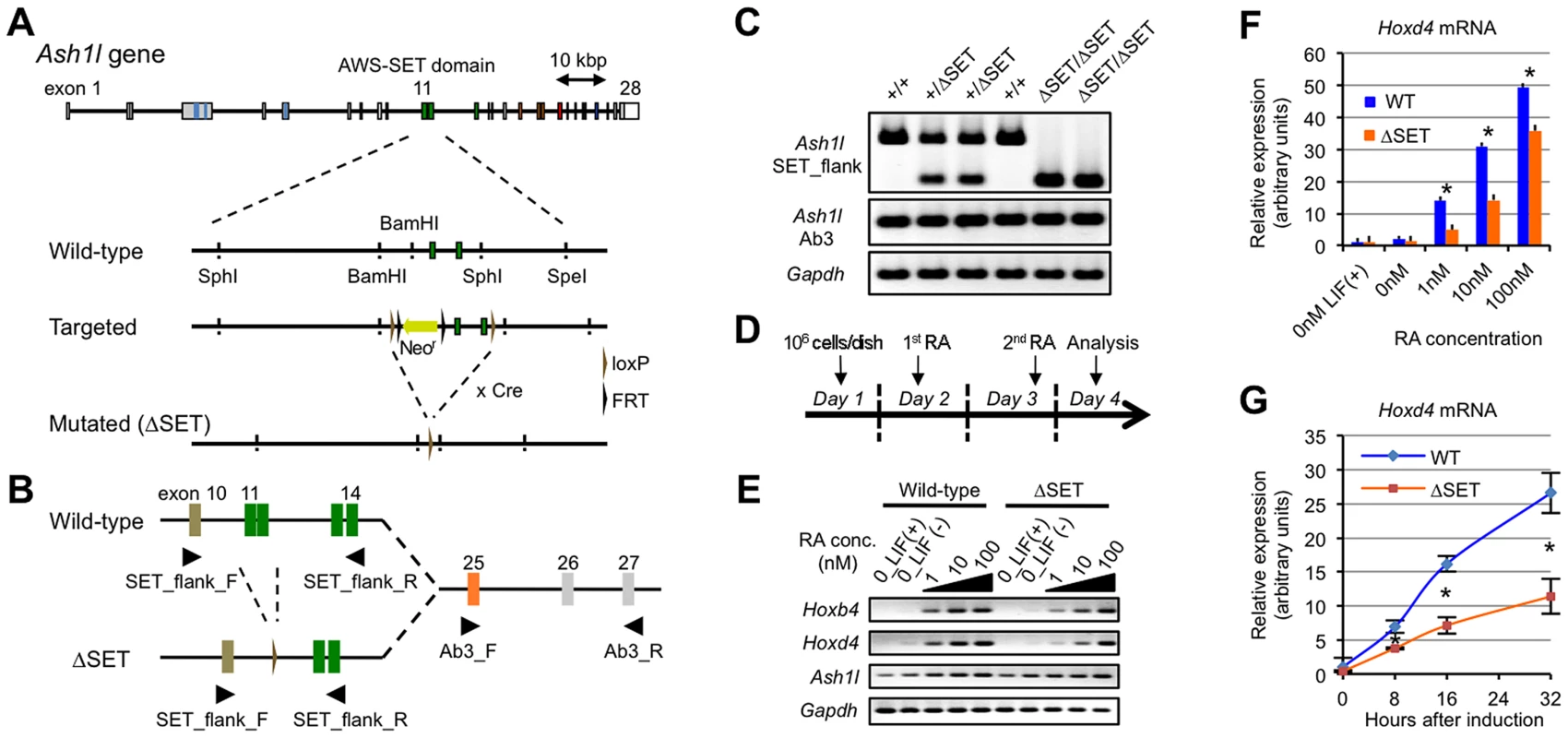 Basic characterization of Ash1l mutant ES cells and Hox gene expression in response to RA.
