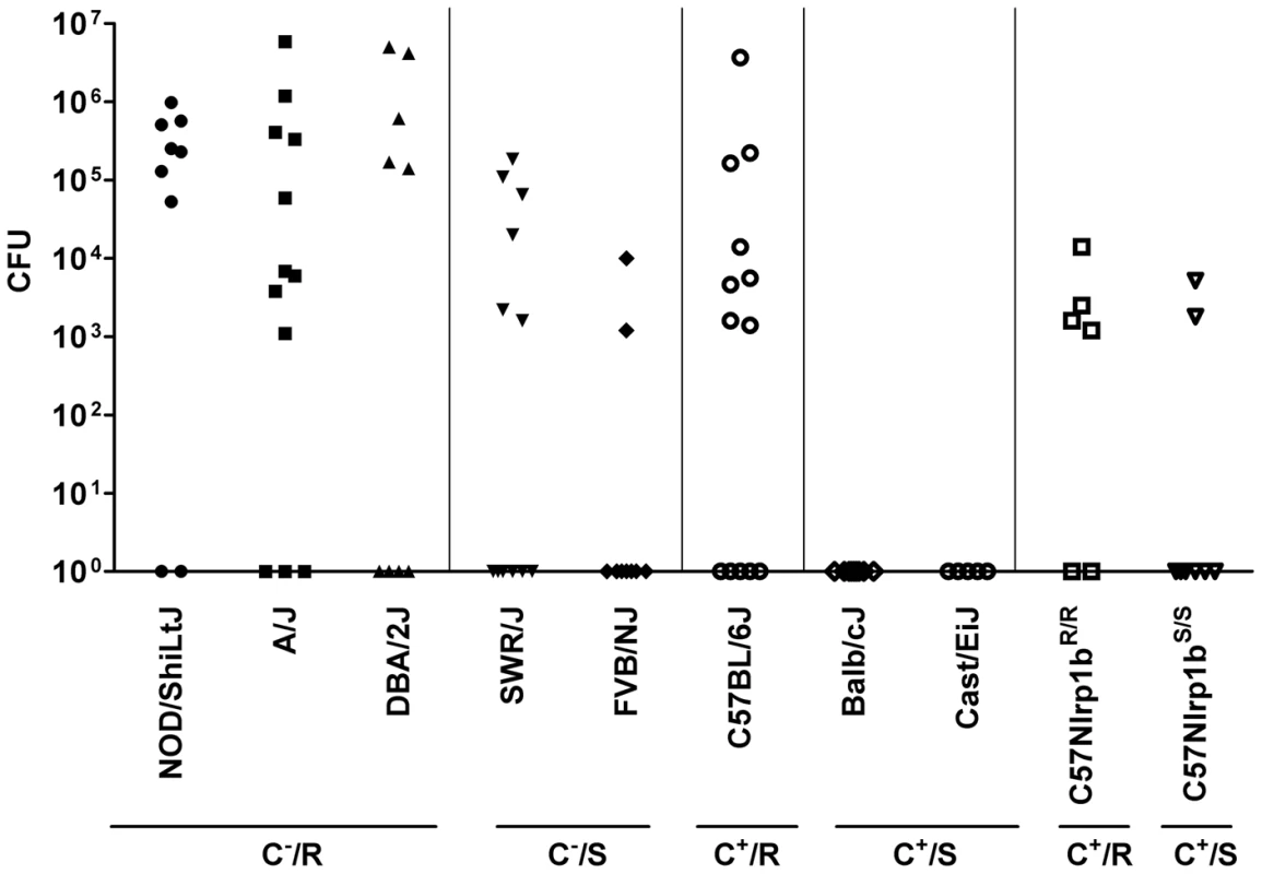 Bacterial CFU counts in organs following spore infection.