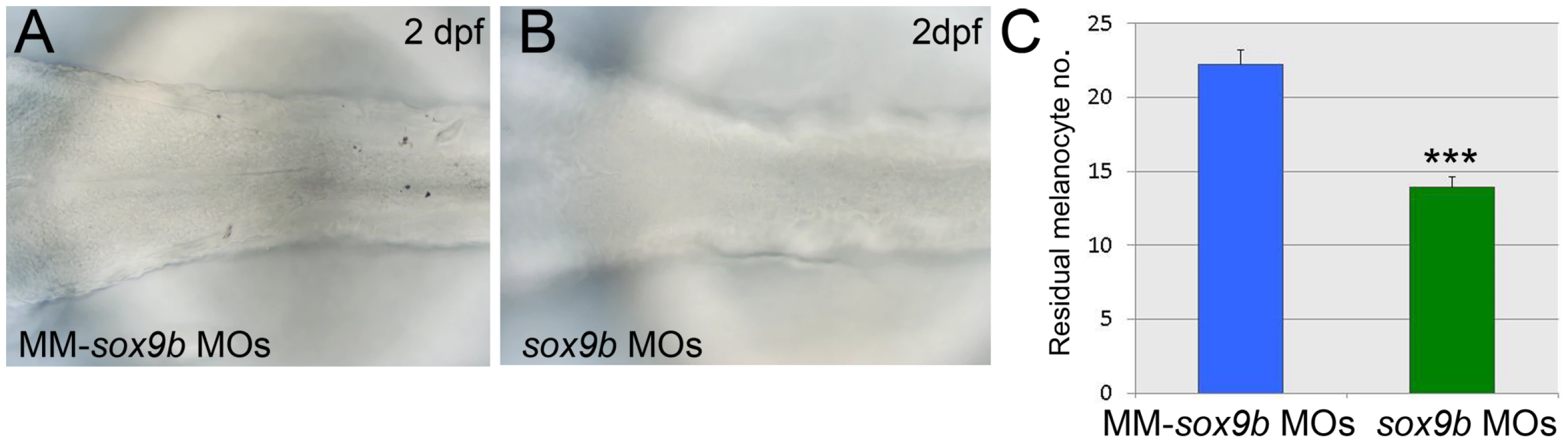Sox9b is a component of the melanocyte GRN and shows properties consistent with Factor Z.