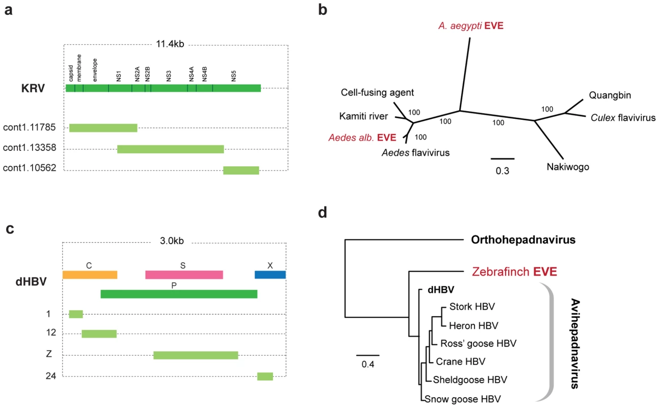 Genetic structures and phylogenetic relationships of EVEs related to flaviviruses and hepadnaviruses.