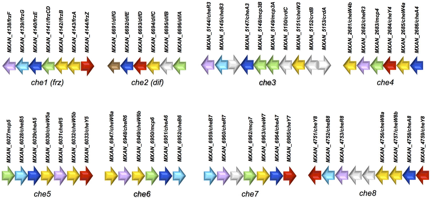 Genetic clusters carrying <i>che</i> genes in <i>M. xanthus</i>.