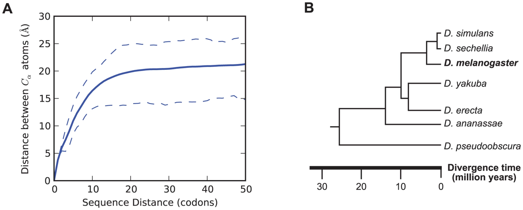 Structural distance as a function of sequence distance and Drosophilid phylogeny.