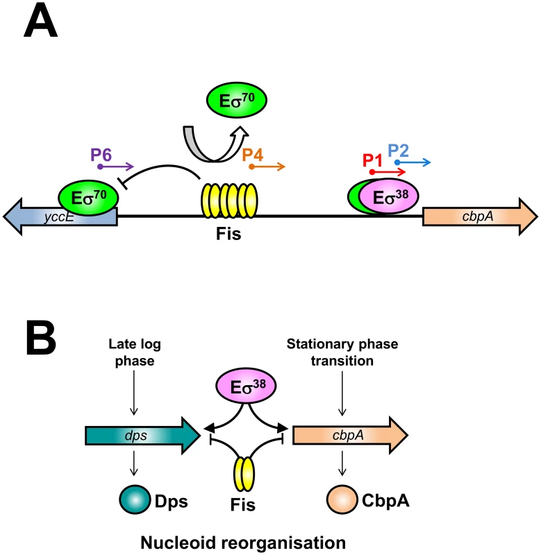 The nucleoid protein response to starvation in <i>E. coli</i>.