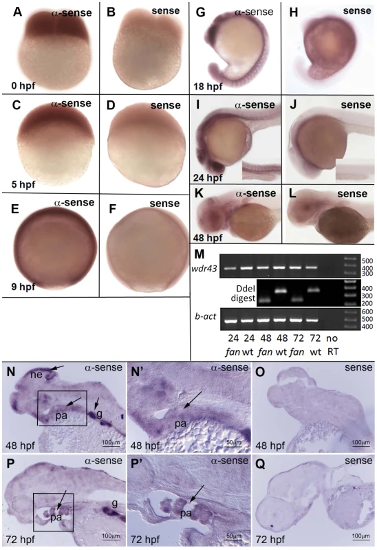 Developmental expression pattern of zebrafish <i>wdr43</i> mRNA.