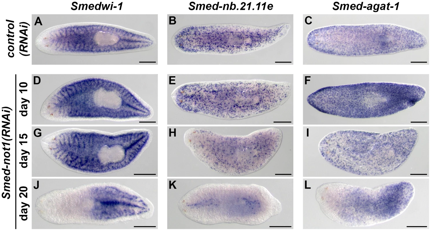 Dynamics of neoblasts and their progeny in <i>Smed-not1(RNAi)</i> animals.