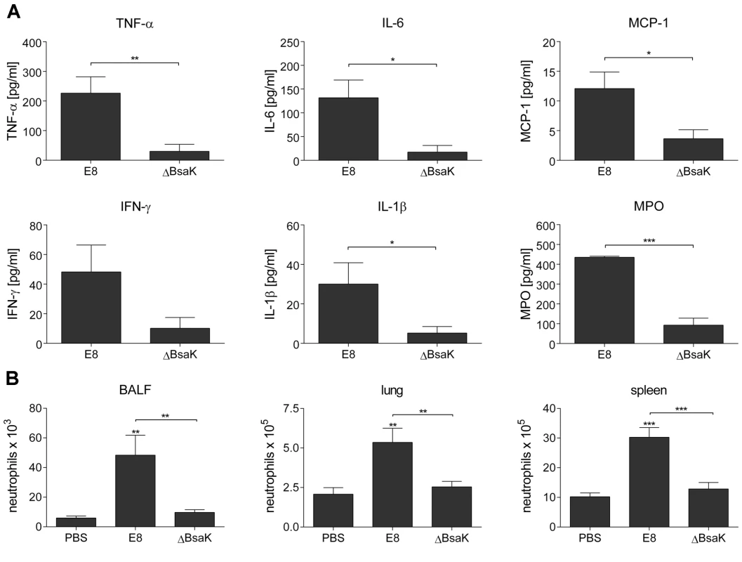 <i>B. pseudomallei</i> ΔBsaK infected mice show reduced cytokine levels and neutrophil influx.