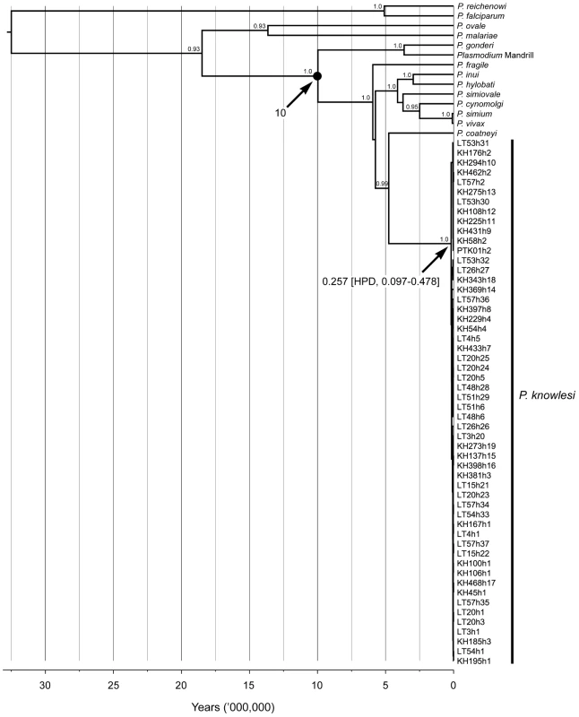Time-calibrated maximum clade credibility phylogeny based on the 6 kb mtDNA of Plasmodium species of human and non-human primates.