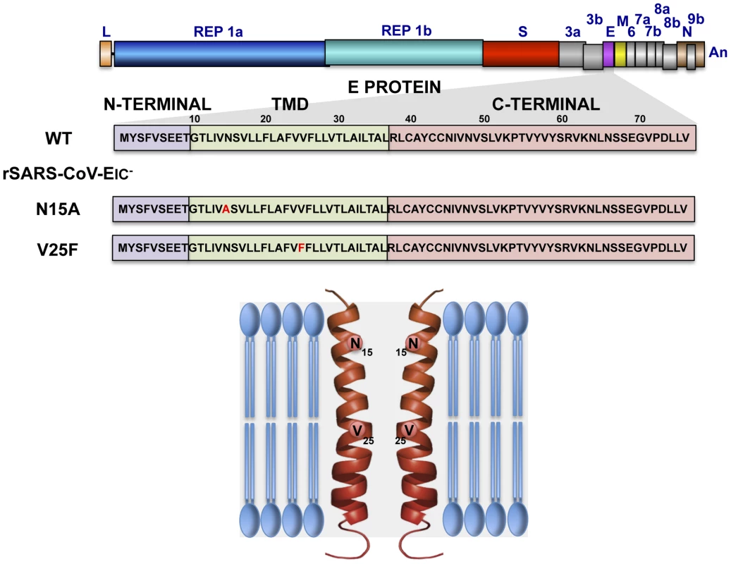 Engineering of rSARS-CoVs lacking E protein ion channel (IC) activity.