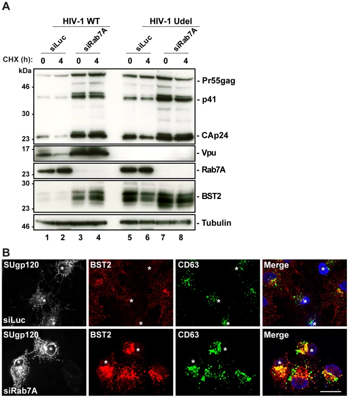 Depletion of Rab7A increases the cellular BST2 levels in the presence or absence of Vpu.