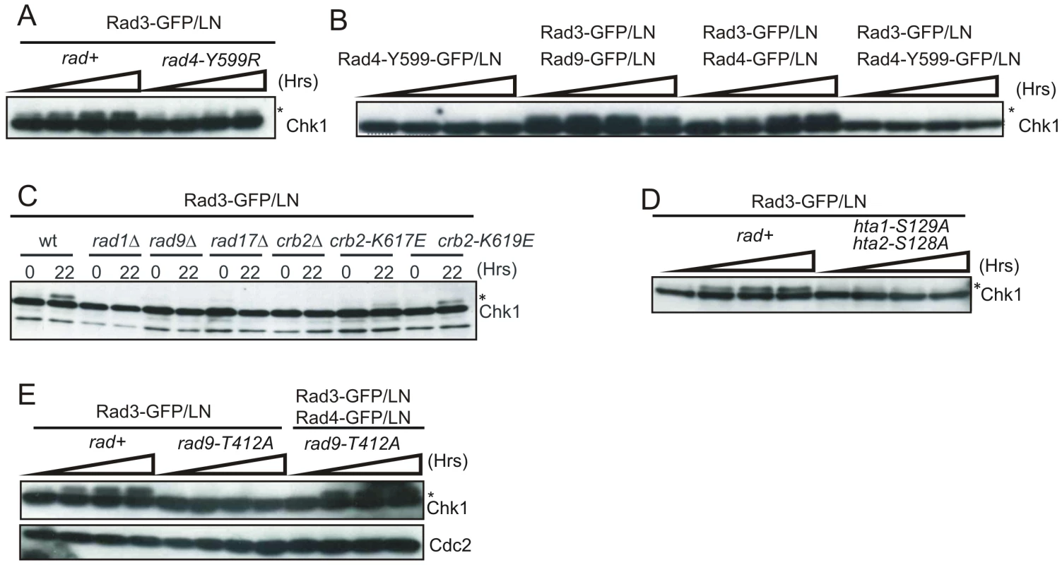 Genetic requirements for <i>lacO</i>-dependent Chk1 phosphorylation.