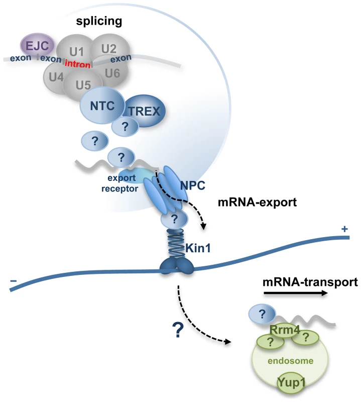 Hypothetical model for function of Num1 coordinating pre-mRNA splicing with nuclear pore complex-dependent export of mRNP-particles and microtubule-based mRNA-transport.