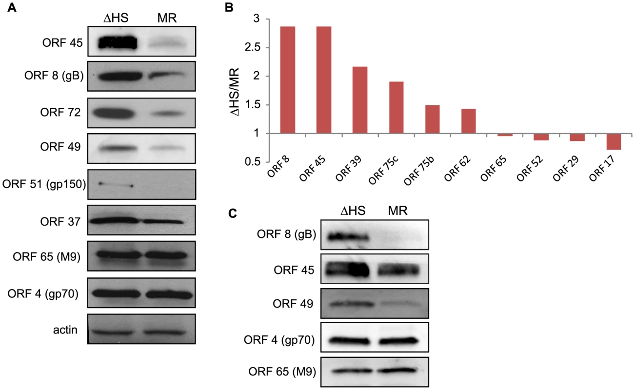 RNA degradation alters intracellular viral protein levels and virion composition.