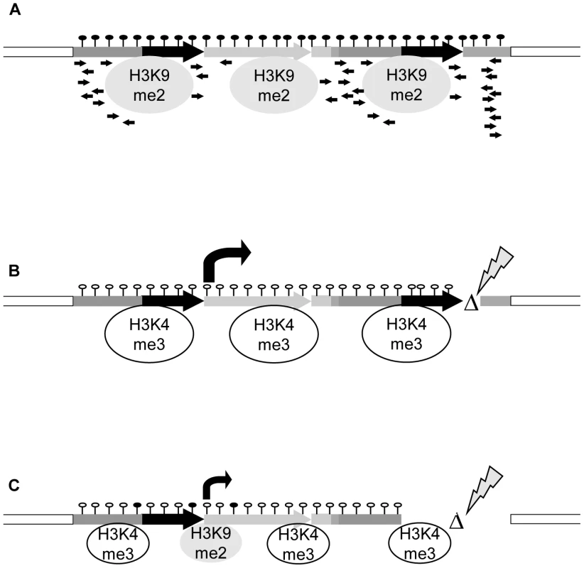 Model for transcriptional regulation of epialleles.