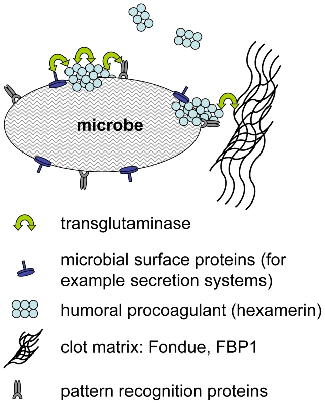 Hypothetical mechanisms for transglutaminase-mediated sequestration of microbes by the clot matrix.