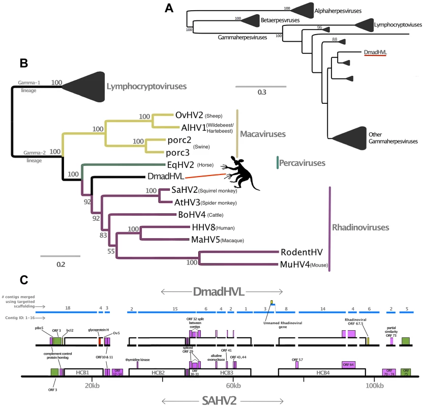 Phylogenetic and genomic analysis of the <i>Daubentonia madagascariensis</i> rhadinovirus.