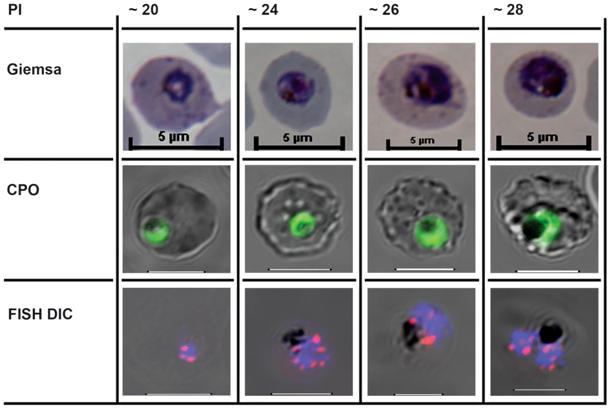 The cell biological context of <i>P. falciparum</i> intraerythrocytic (IE) mitotic recombination.