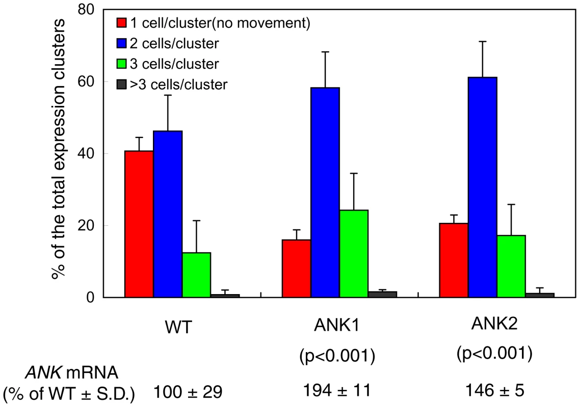 Enhanced cell-to-cell movement of MP-YFP in ANK1 and ANK2 plants.