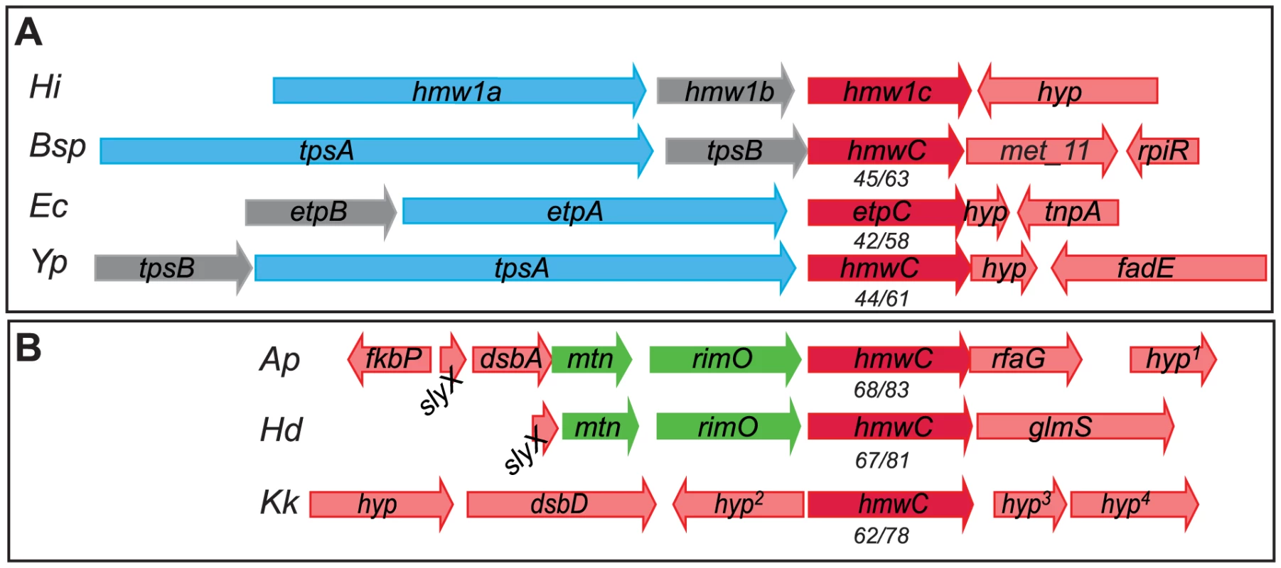HMW1C-like proteins in two categories: Those encoded by loci that contain obvious substrate genes and those encoded by isolated genes without adjacent substrate genes.