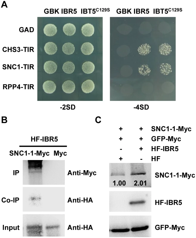 Interaction of IBR5 with SNC1 and RPP4.