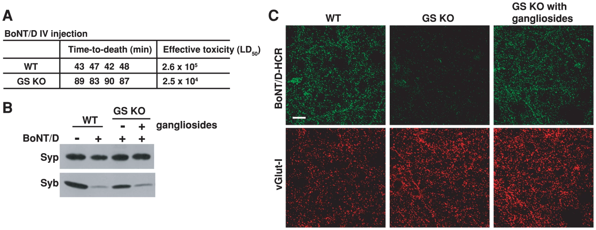 PSG are essential for the binding and entry of BoNT/D into neurons.
