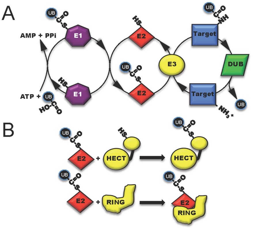 The three classes of host enzymes (E1, purple; E2, red; E3, yellow) involved in ubiquitin modification of target host proteins.
