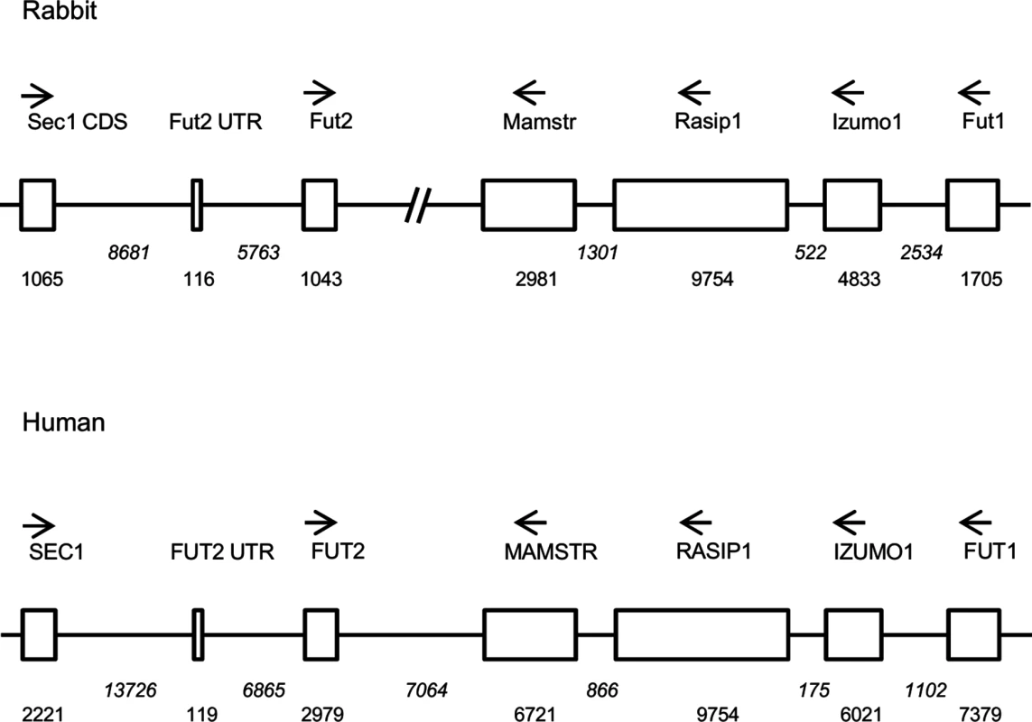 Comparative scheme of the organization of the genome region encompassing α1,2fucosyltransferases genes in European rabbit and human.