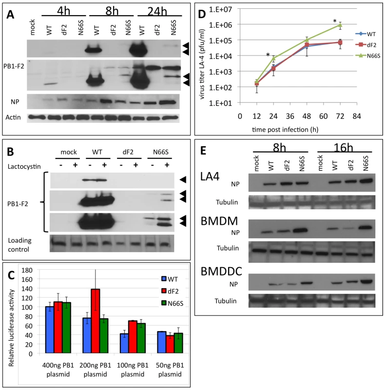 Effects of PB1-F2 expression on replication of A/Viet Nam/1203/2004 in murine cells in vitro.
