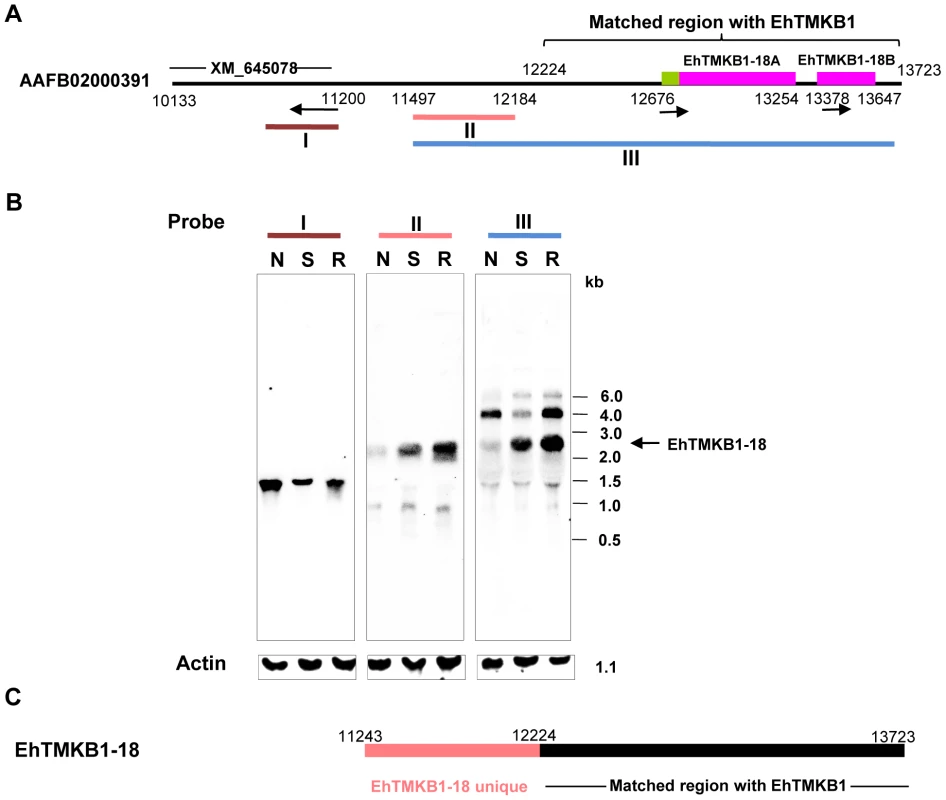 Induction of EhTMKB1-18 expression on serum starvation.