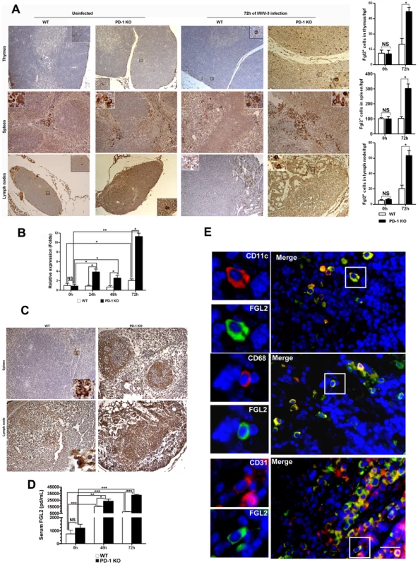 Enhanced FGL2 expression in the thymus, spleen, lymph nodes and serum of PD-1-deficient mice after MHV-3 infection.