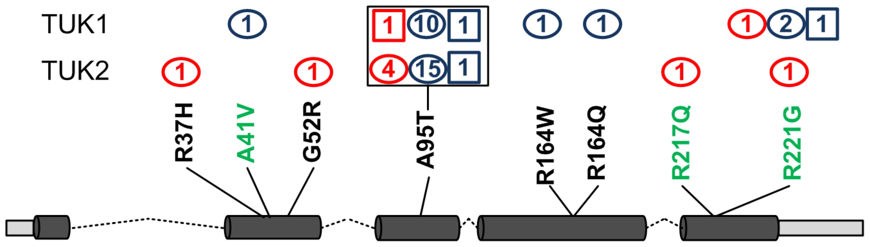 SNVs identified in gene <i>GZMM</i>.