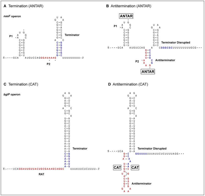 RNA-binding proteins stabilize antiterminator structures.