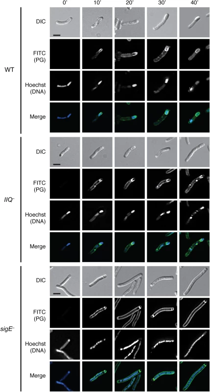 Metabolic labeling of peptidoglycan transformations in WT, <i>spoIIQ</i><sup><i>–</i></sup>, and <i>sigE</i><sup><i>−</i></sup>strains during sporulation.