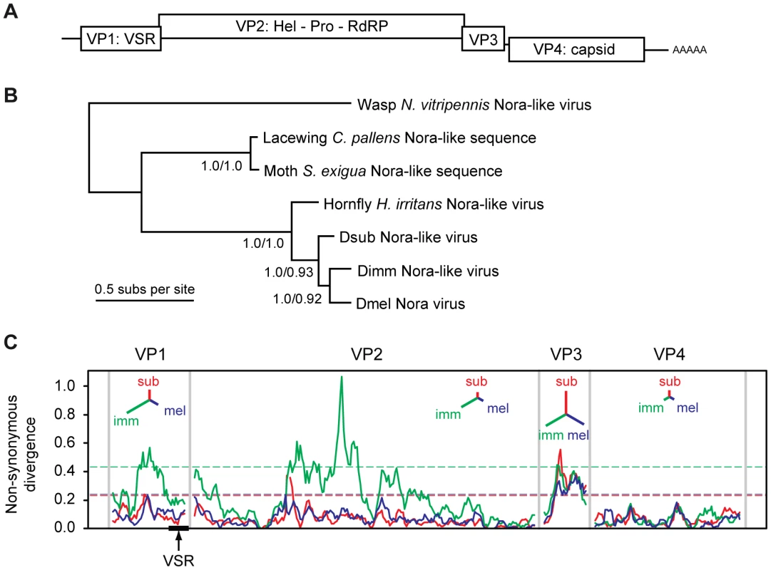 Phylogenetic analysis and non-synonymous divergence between Nora viruses.