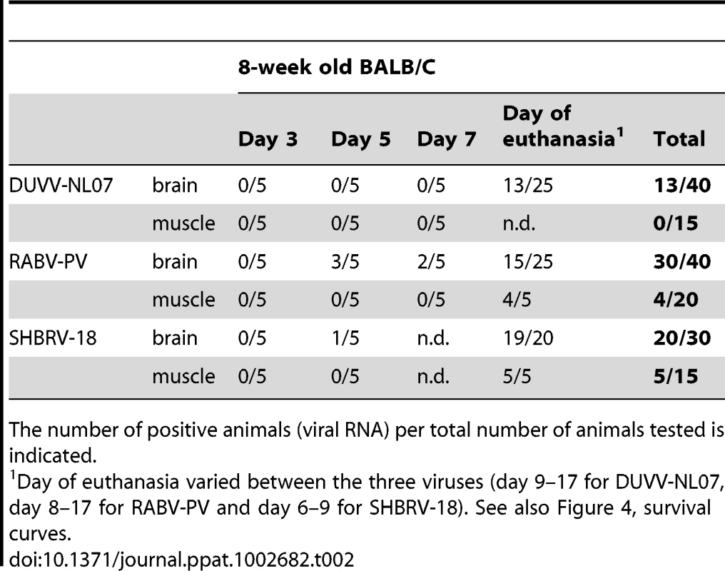 Virulence of DUVV-NL07, SHBRV-18 and RABV-PV in 8-week old mice inoculated i.m. with 10<sup>6</sup> TCID<sub>50</sub>.