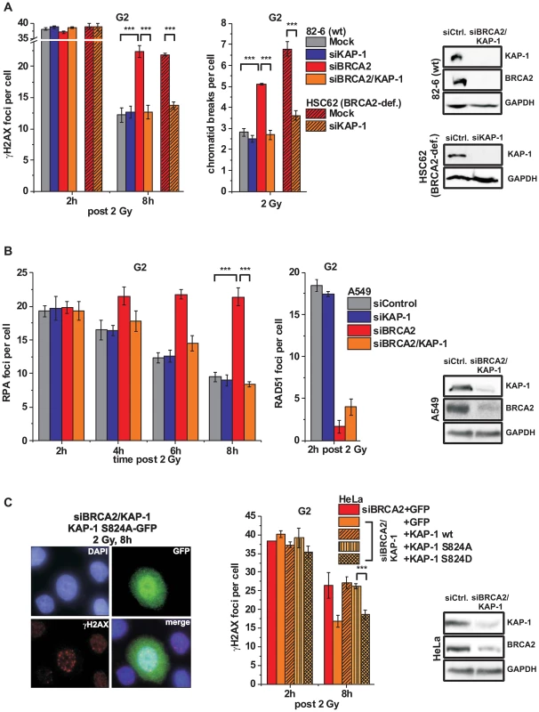 KAP-1 depletion allows HC DSB repair in the absence of BRCA2.