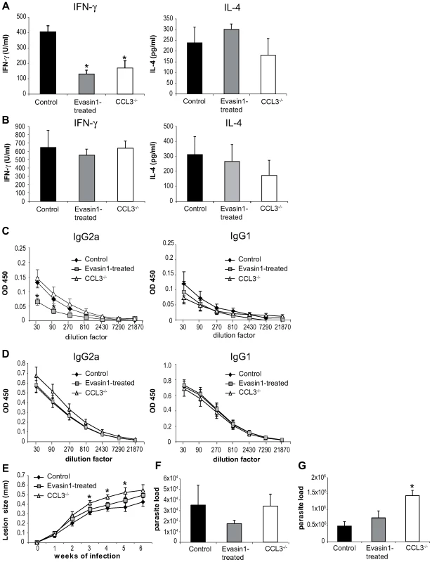 Depletion of CCL3 during the first day post <i>L. major</i> inoculation delays the development of the <i>L. major</i>-induced Th1 immune response.