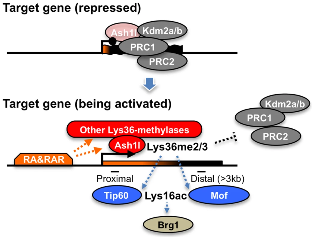 A proposed role of Ash1l with RAR in the establishment of transcriptional activation.