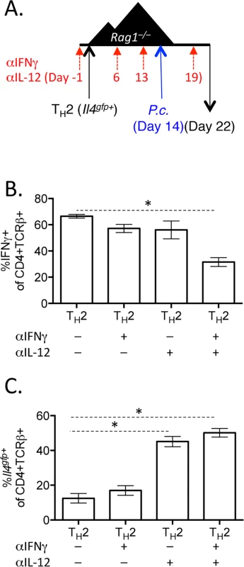Blockade of IL-12 and IFNγ prevents optimal IFNγ production by Th2 cells.
